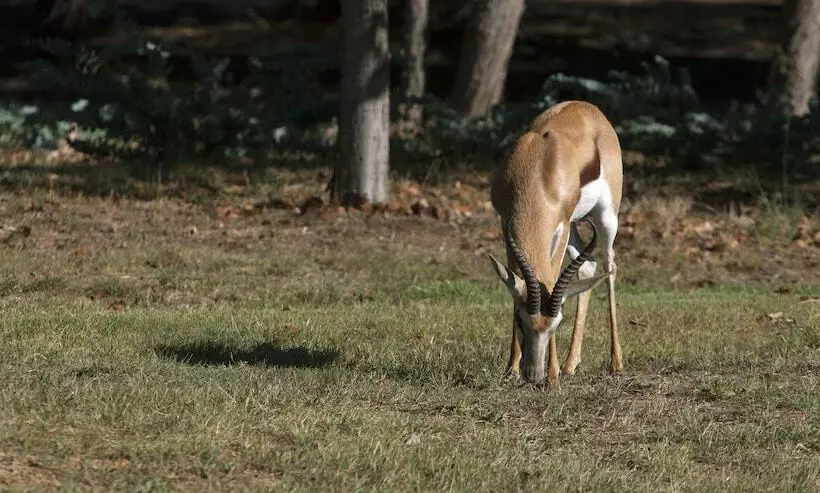 Fotos del hotel Devonvale Golf & Wine Lodge:  9