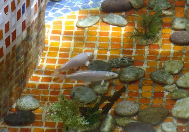 Fotos del hotel Gran Sahara:  7