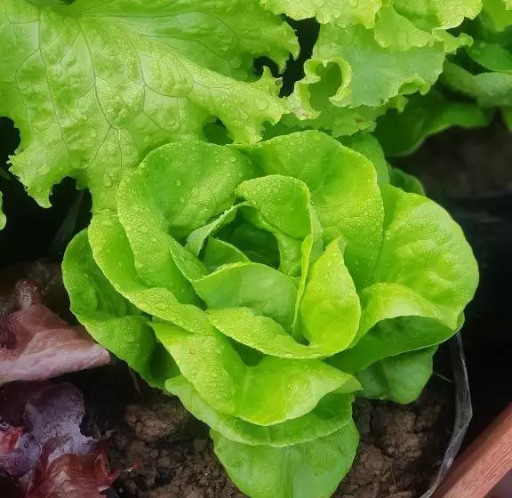 Fotos del hotel Le Palais Juliana:  8