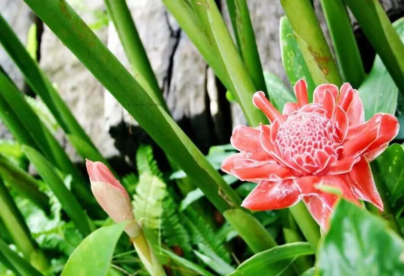 Fotos del hotel Tropicana Lanta Resort:  5