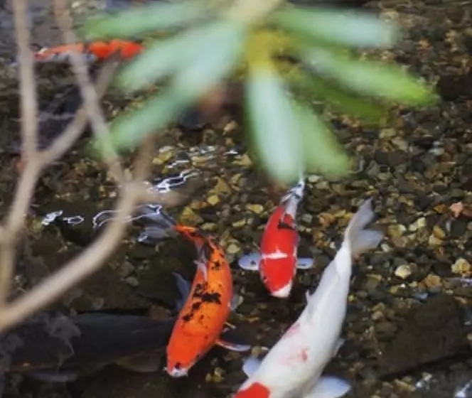 Fotos del hotel Senjukaku:  14