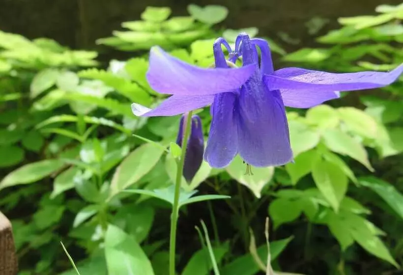 Fotos del hotel Senjukaku:  5