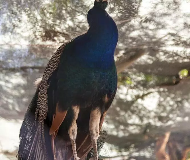 Fotos del hotel Crystal Hotel Bodrum All Inclusive:  14