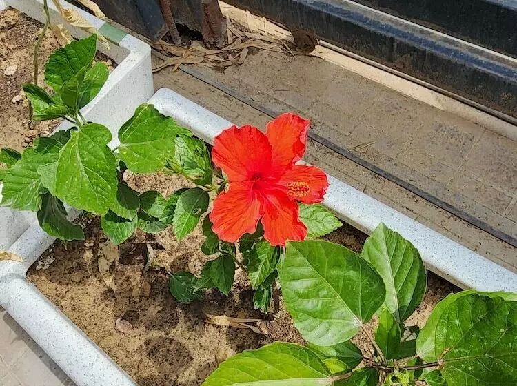 Fotos del hotel Square9  Near Huda Metro , Fortis & Cloud9:  13