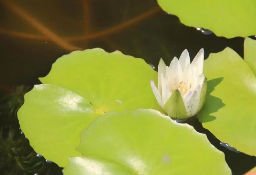 Fotos del hotel Cocco Resort:  7