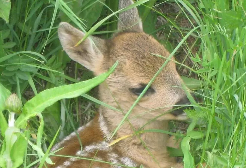 Fotos del hotel Du Pigne:  3