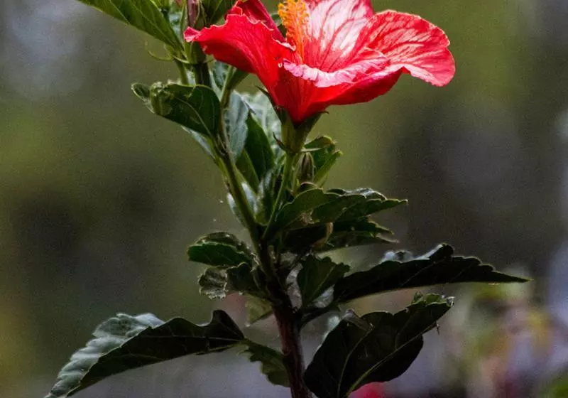 Fotos del hotel La Colina  Cottage:  15