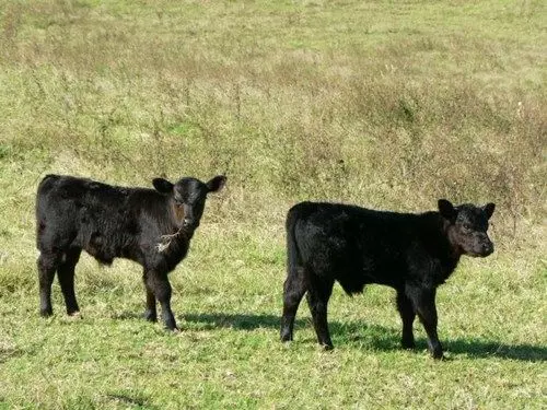 Fotos del hotel Byron Bay Farm Cottages:  16