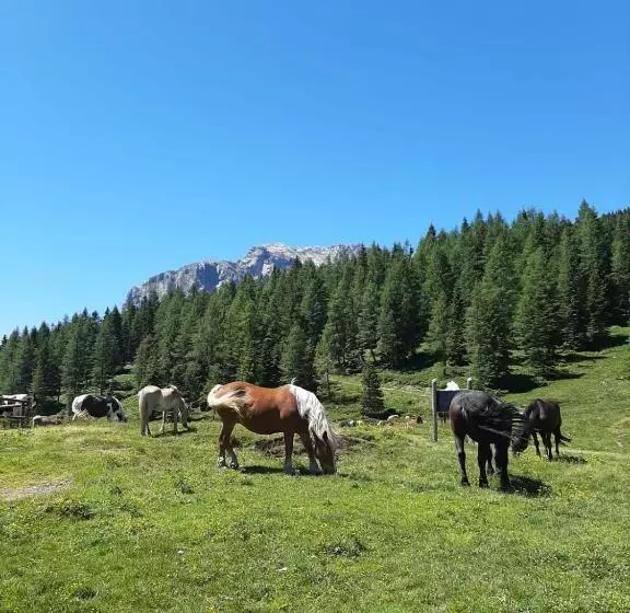 Fotos del hotel Berghof:  15