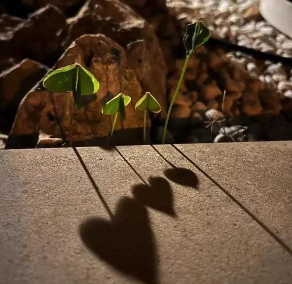 Fotos del hotel Ai Pini:  7