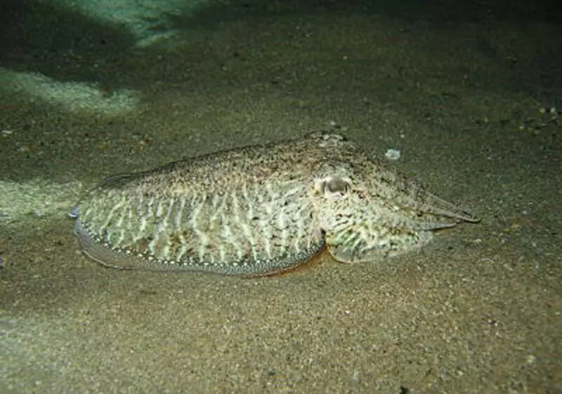 Fotos del hotel Porto Maltese Boutique Estate:  3