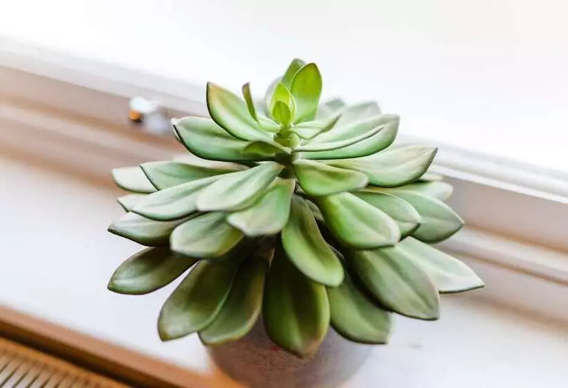 Fotos del hotel Jolyon S Boutique:  11