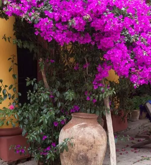 Fotos del hotel Na Bolom:  17