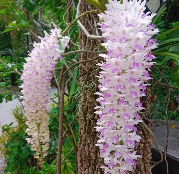 Fotos del hotel Jingjit:  5