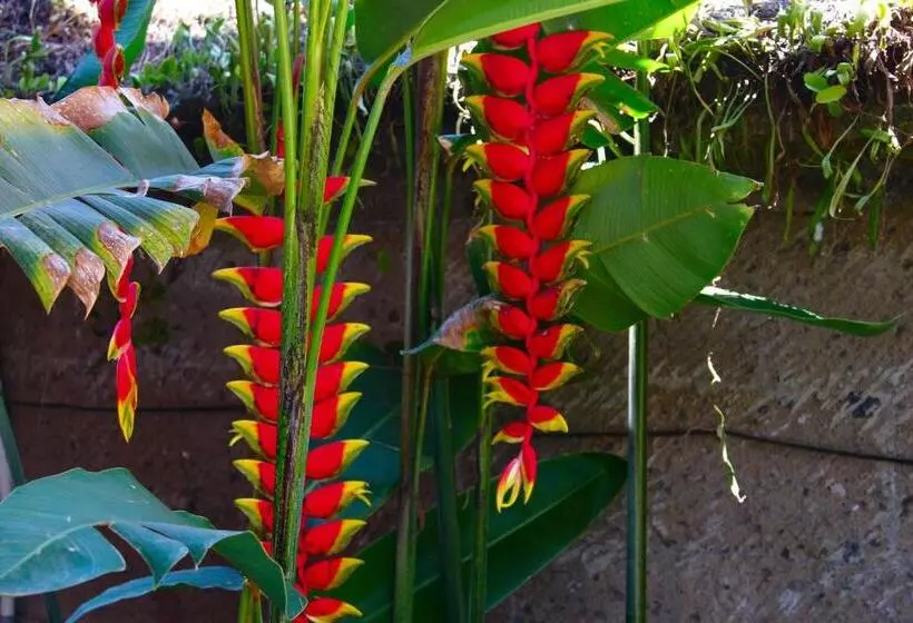 Fotos del hotel Swan Inn:  5