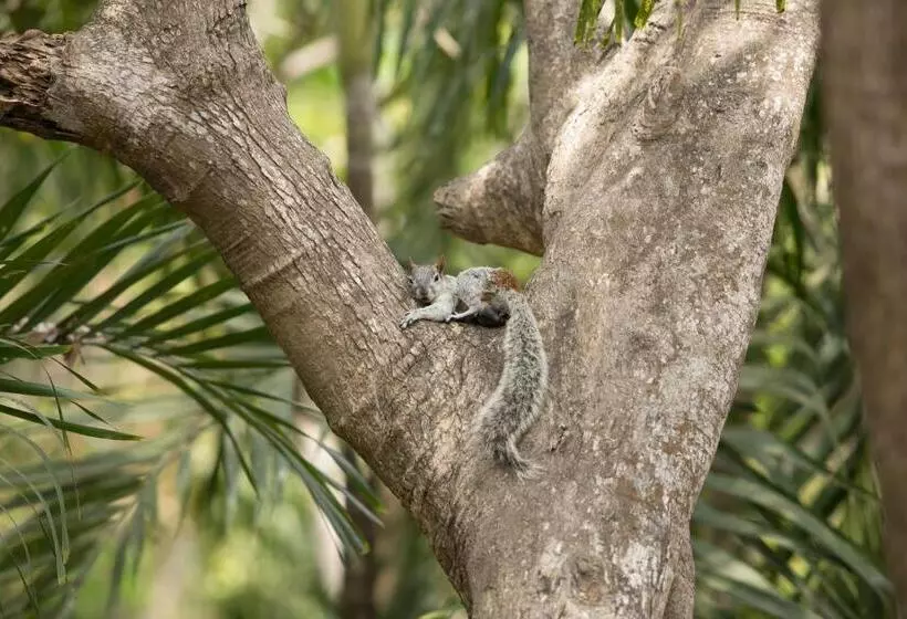 Fotos del hotel Pacifica Resort Ixtapa:  10
