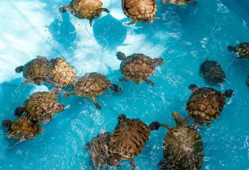 Fotos del hotel Pacifica Resort Ixtapa:  2