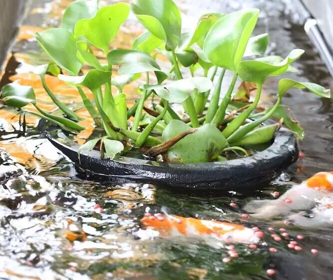 Fotos del hotel F  Jakarta:  8