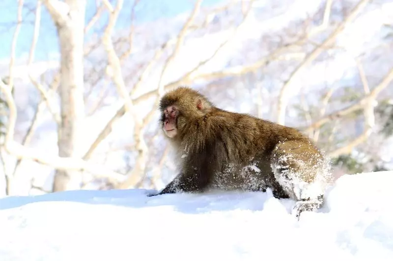 Fotos del hotel Chalet Shiga:  9