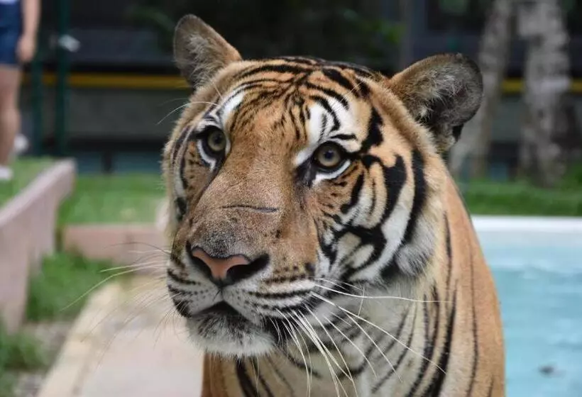 Fotos del hotel Islanda Boutique:  5