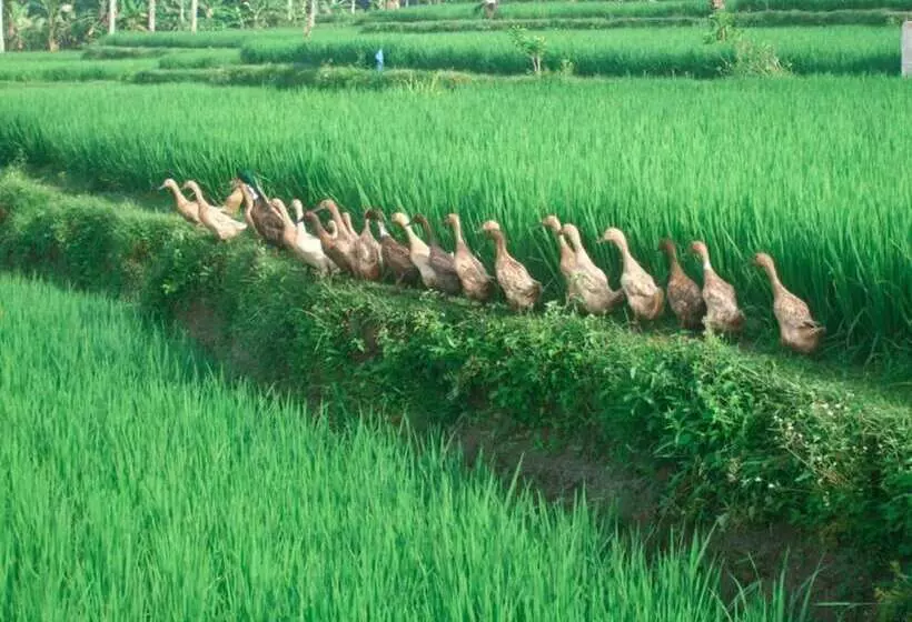 Fotos del hotel Villa Puri Darma Agung:  10