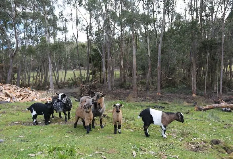 Fotos del hotel Taranna Cottages:  21