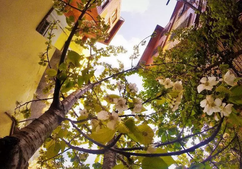 Fotos del hotel Ottoman S Pearl:  5