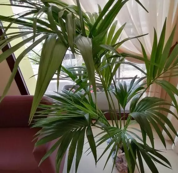 Fotos del hotel Abel:  14