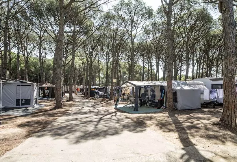 Fotos del hotel Camping Neptuno:  7