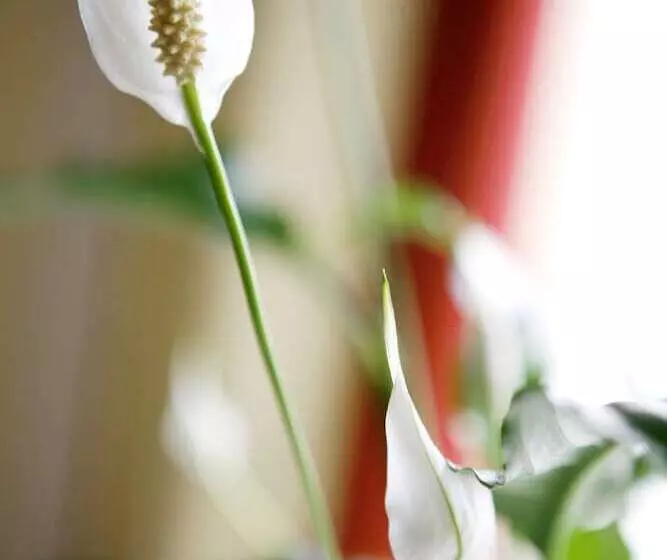 Fotos del hotel De La Paix:  15