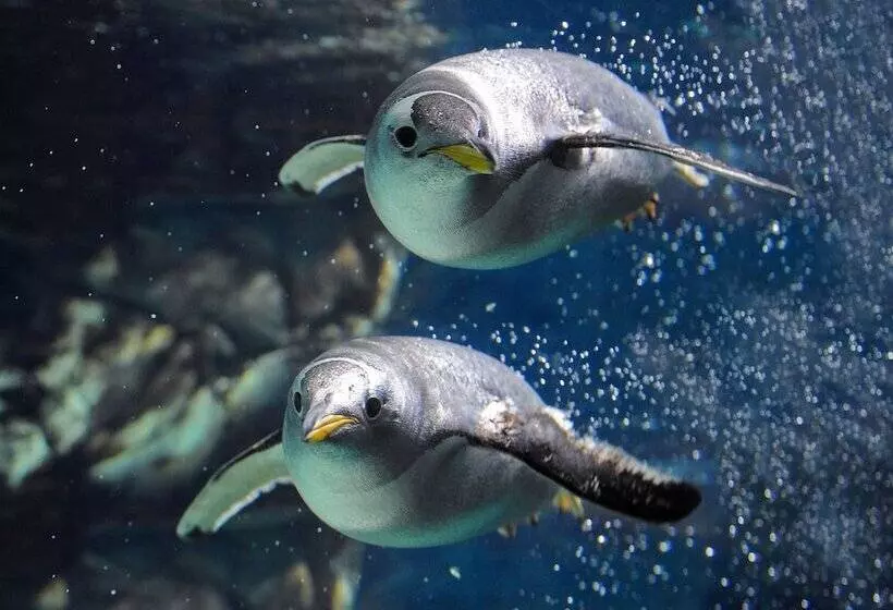 Fotos del hotel Astoria:  9