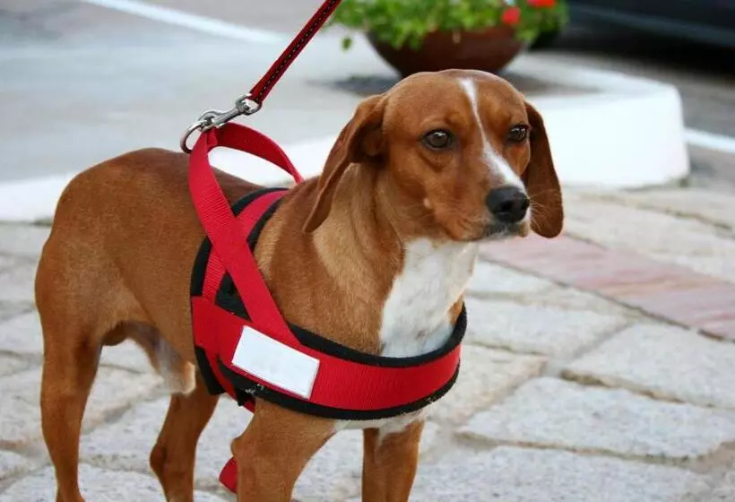 Fotos del hotel Luci Di La Muntagna:  5