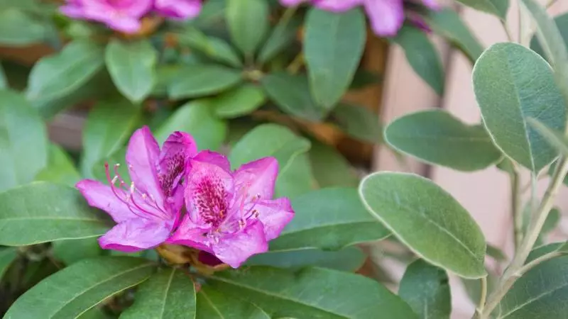 Fotos del hotel The Inn At Virginia Mason:  3