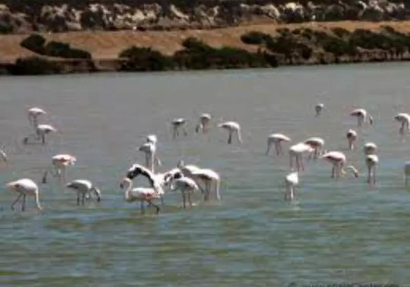 Fotos del hotel Traíña:  18