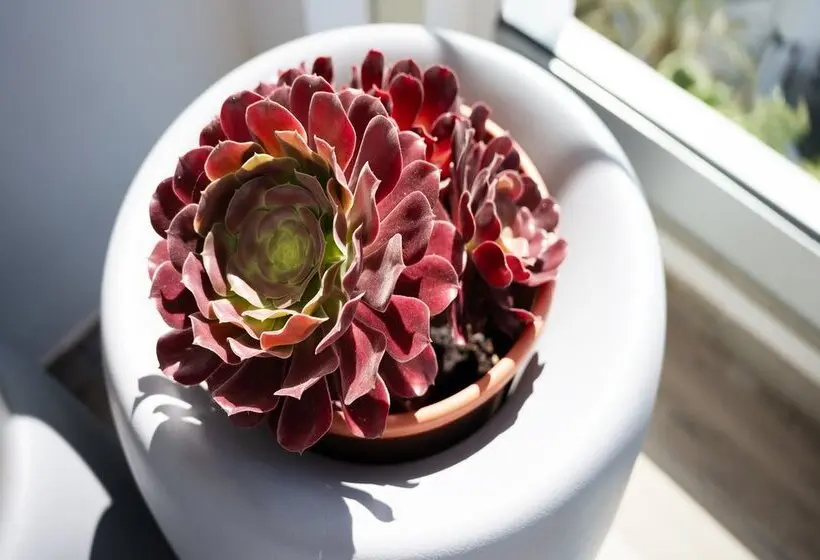 Fotos del hotel Coral Ocean View  Adults Only:  4