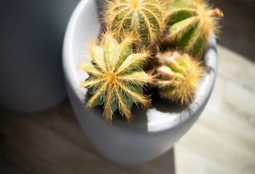 Fotos del hotel Coral Ocean View  Adults Only:  3