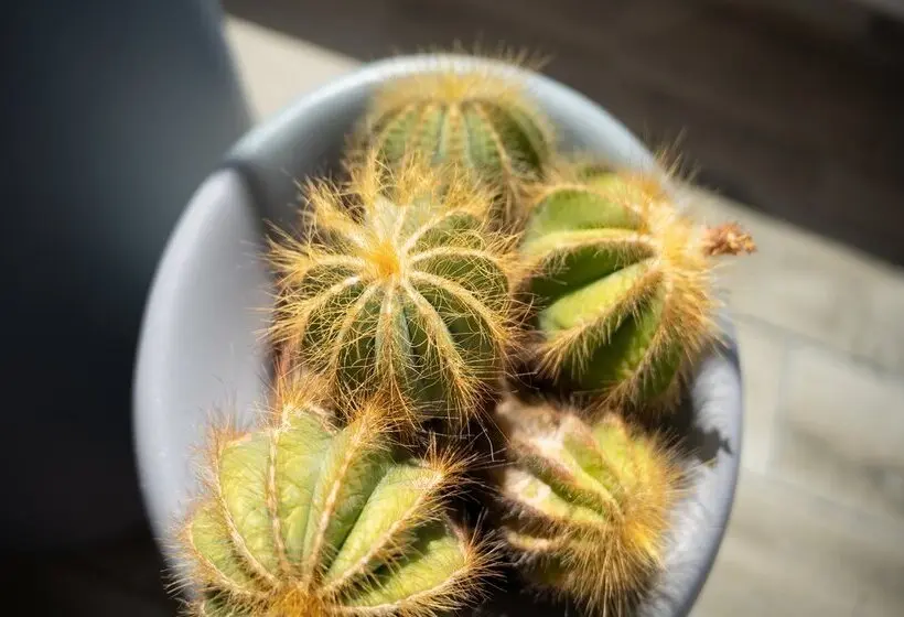 Fotos del hotel Coral Ocean View  Adults Only:  2