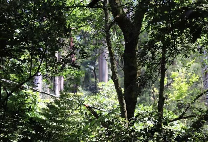 Fotos del hotel Linden Gardens Rainforest Retreat:  5