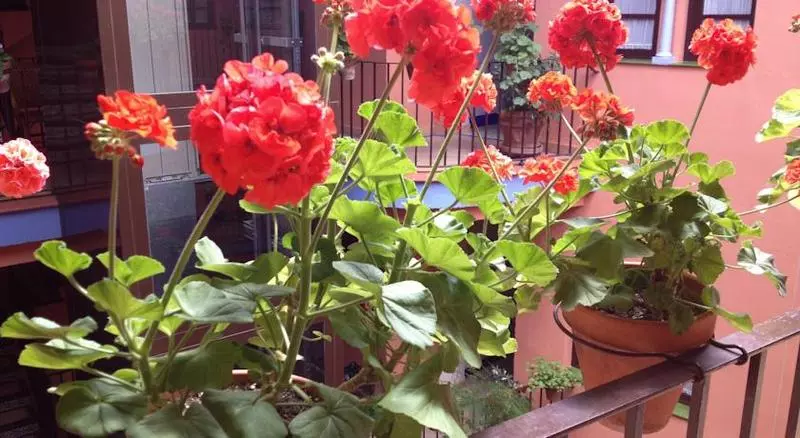 Fotos del hotel Patio De La Alameda:  25