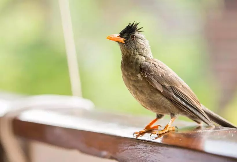 Fotos del hotel Acajou Beach Resort:  9