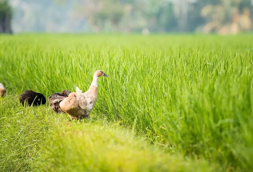 Fotos del hotel Tanah Gajah, A Resort By Hadiprana:  16