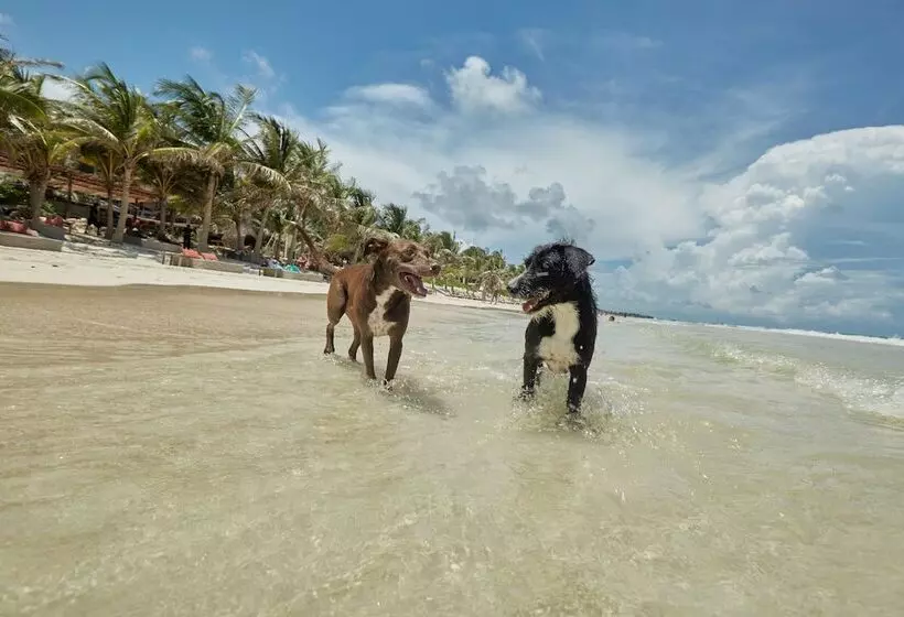 Fotos del hotel Selina Tulum:  59