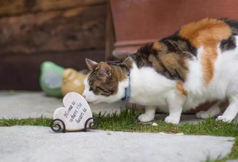 Fotos del hotel Romantica:  15