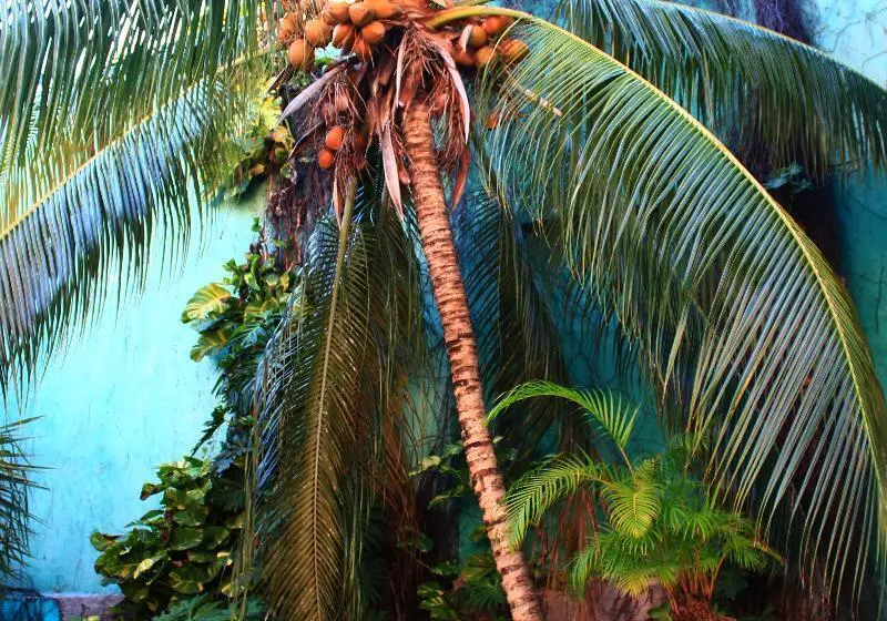 Fotos del hotel Maya Del Mar On Fifth Avenue:  10