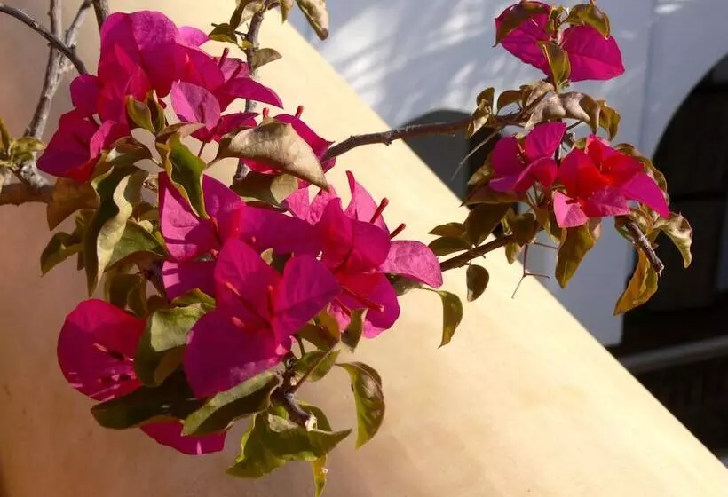 Fotos del hotel Riad El Mezouar:  18