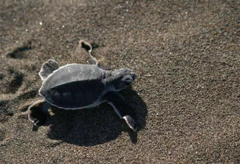 Fotos del hotel Manatus:  10