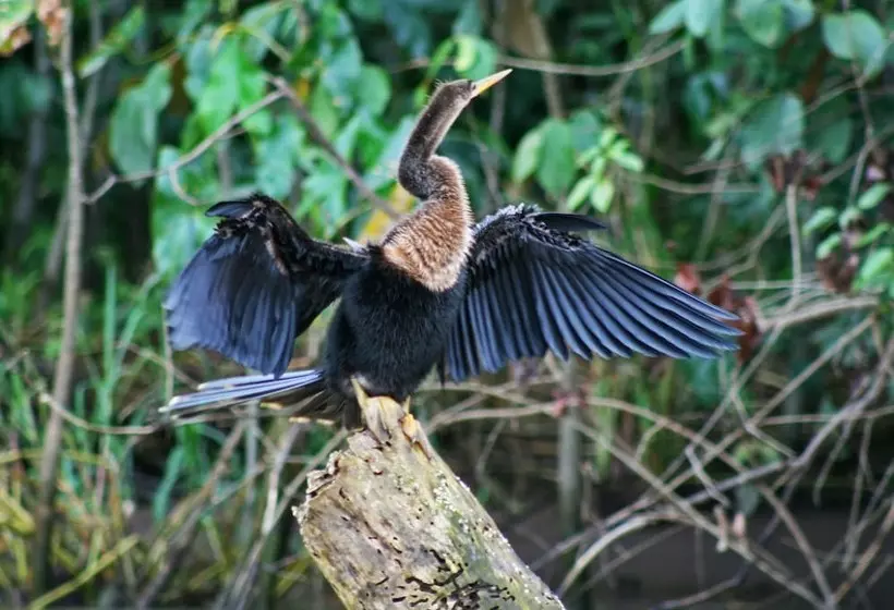 Fotos del hotel Manatus:  13