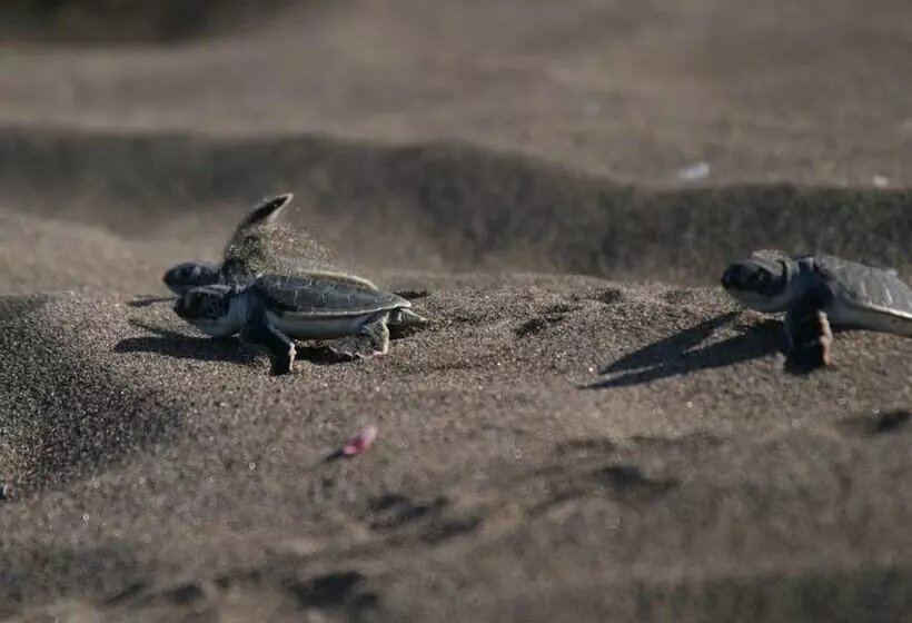 Fotos del hotel Manatus:  6