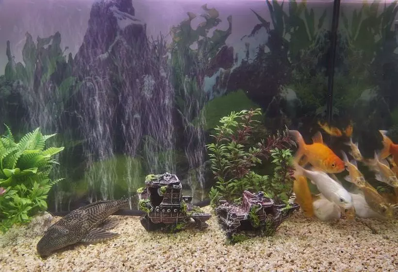 Fotos del hotel Windsor Hotel Hermanus:  5