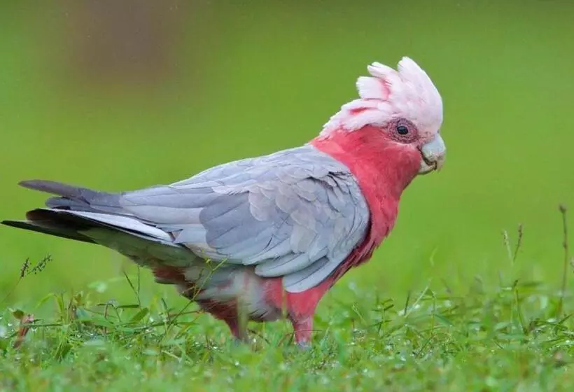 Fotos del hotel Soho Brisbane:  18